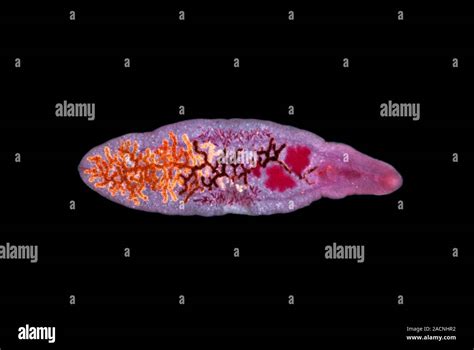  Dicrocoelium dendriticum: พยาธิตัวแบนที่อาศัยอยู่ในตับของสัตว์เลี้ยงลูกด้วยนมและนก!