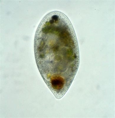  Film-Coated Ciliate: Exploring the Fascinating World of the Frontonia!