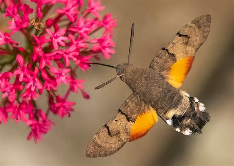  Hawk Moth! A Wonderfully Colorful Creature That Flits Like a Hummingbird