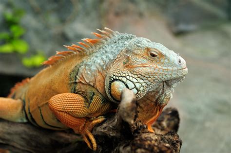  Iguana! สัตว์เลื้อยคลานที่อาศัยอยู่ในป่าฝนเขตร้อนที่มีสีสันและมีเกล็ดปกคลุมตัว