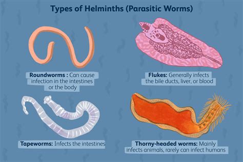   Intestinal Fluke! A Parasitic Wanderer Residing Within Your Digestive Tract