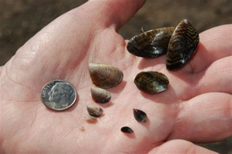  Quagga Mussel: A Tiny Invader That Packs a Punch in Freshwater Ecosystems!