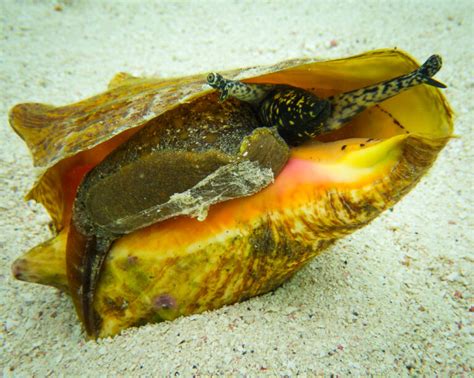  Querying Queen Conch: Can This Majestic Mollusk's Shell Be More Than Just A Home?