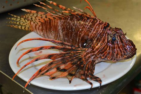  Quillfish! A Striking Fish With Vibrant Stripes Found Lurking In Sandy Reefs