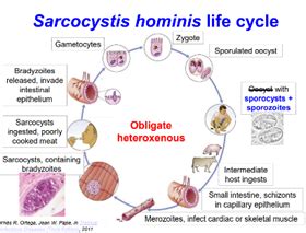  Sarcocystis! A Parasitic Protozoan That Makes Its Host Dance to Its Tune