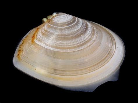  Tellin! 🐚 A Bivalve Wonder That Filters the Ocean's Essence