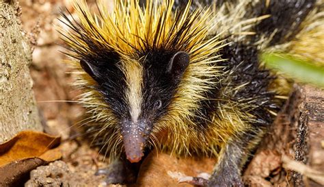  Tenrec! A Mammal That Rolls into a Ball and Smells Like a Hedgehog?