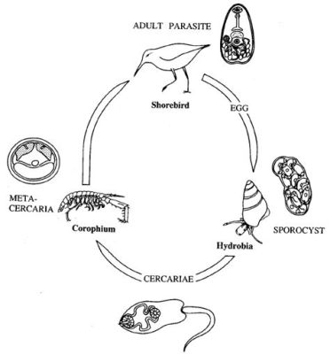  Vibrio!  This Tiny Trematode Parasite Has a Life Cycle That Will Blow Your Mind!