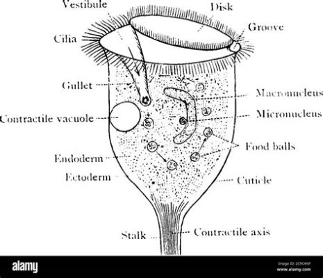  Vorticella! ล้วนๆ! เคลื่อนไหวอย่างสง่างามด้วยขนตาที่ละเอียดอ่อนและยึดเกาะอยู่กับพื้นผิวด้วยก้านยาว