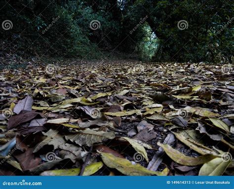  Wolf Spider:  A Marvelous Hunter Disguised as Fallen Leaves in the Forest Floor